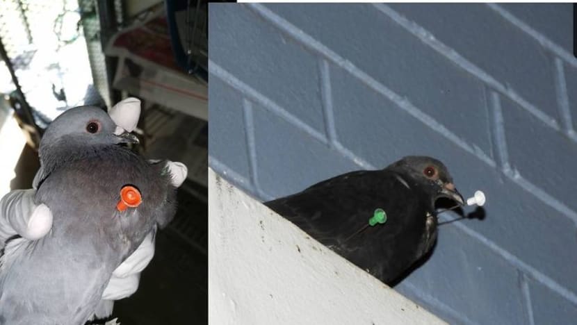 Musang bukan kes pertama disumpit, lebih 12 merpati juga disumpit sejak Feb 2020