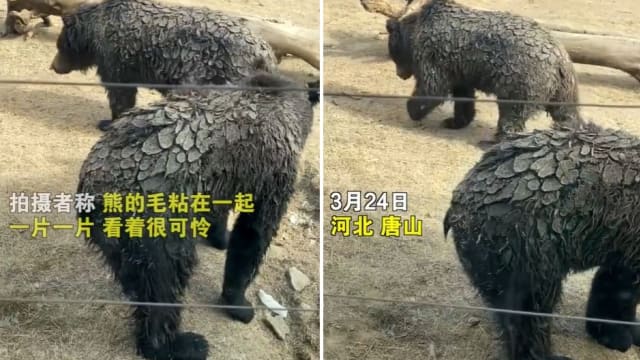 黑熊后背长满鳞片变穿山甲？唐山动物园：熊自己造成的