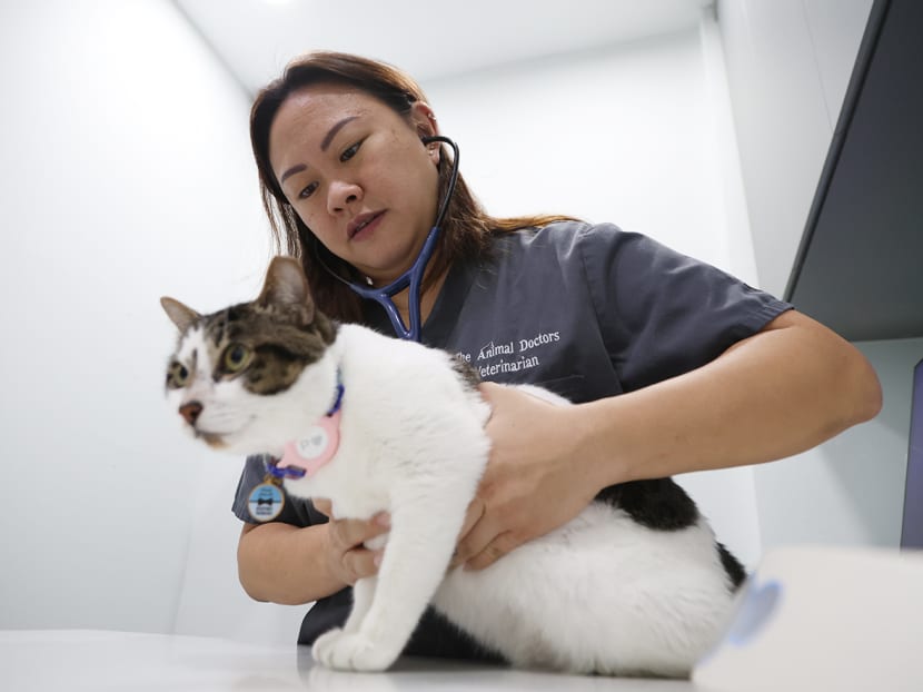 'Makes me not want to come back': Low respect, limited prospects drive S'pore vets to places like UK, Australia 'Makes me not want to come back': Low respect, limited prospects drive S'pore vets to places like UK, Australia