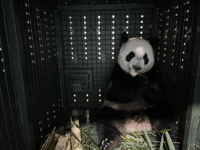 Giant panda cub Le Le arrives in China, is now under quarantine