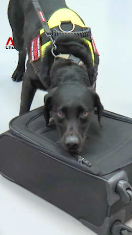 Meet the dogs that can sniff out wildlife crime