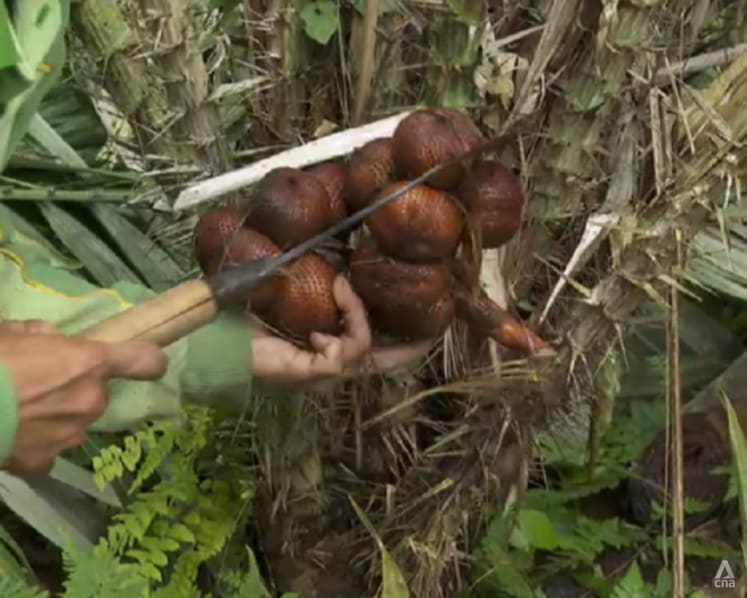 Bali’s snake fruit farmers face economic hurdles despite global honour for agricultural system