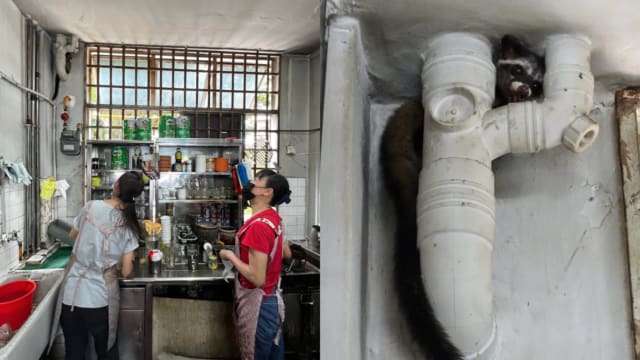 果子狸躲女皇镇咖啡店 公园局：它状况不佳已被人道毁灭