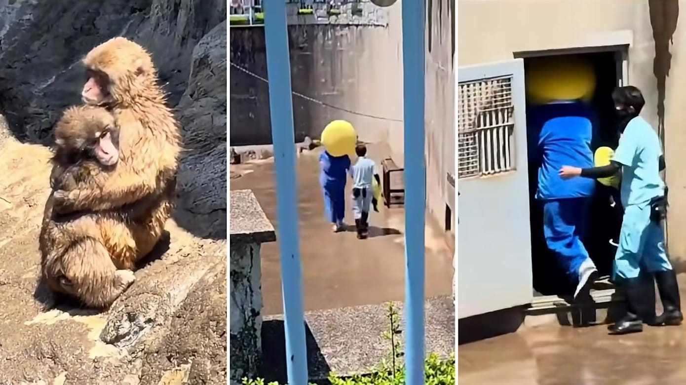 日本爆红小猴“Punch”园区遭闯入 三人被警方带走