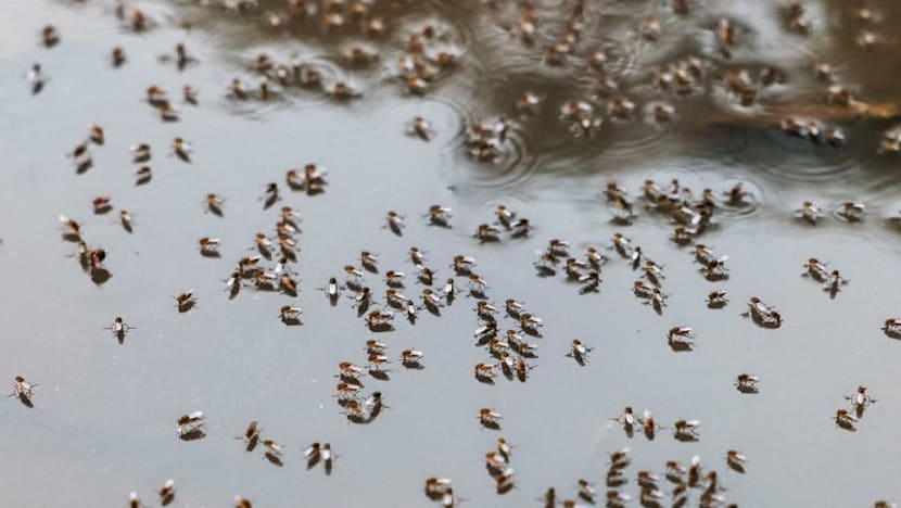 Bangladesh warns of dengue surge as weather aids spread