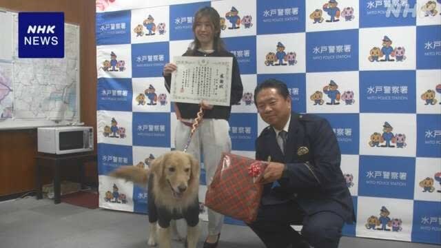 日本老妇失踪后被黄金猎犬寻回 警方赠狗粮与感谢信
