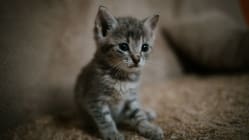 Related article image