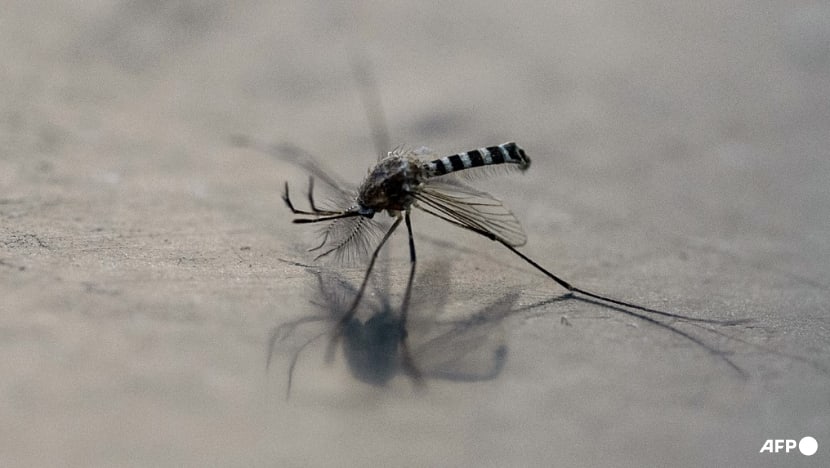 What is Zika and what are the health risks? What is Zika and what are the health risks?