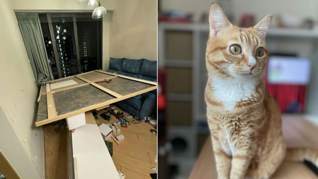 香港装修公司失误致墙坍塌 宠物猫被活活压死
