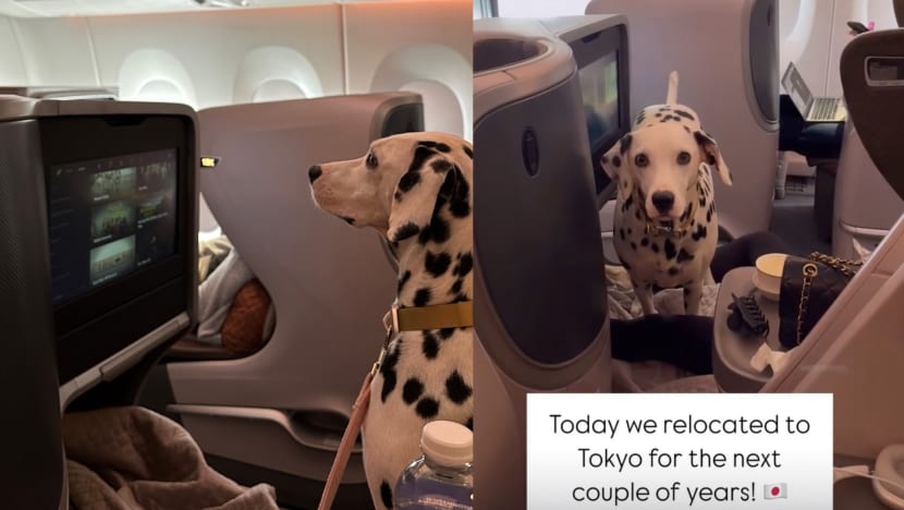 Dalmatian Seen Enjoying Business Class Seat On SQ Flight To Japan Dalmatian Seen Enjoying Business Class Seat On SQ Flight To Japan