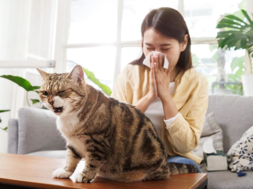 What to do if you&rsquo;re allergic to your pet cat or dog &ndash; nasal sprays, changing their diet and more