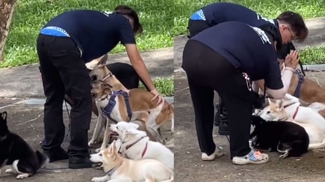 疑对狗儿动粗 两名训狗师被停职