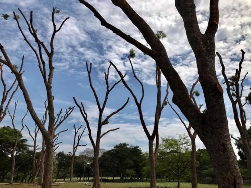 The writer says removing large branches and trunks from the tops of trees — a common pruning method — could result in a higher risk of falling trees.