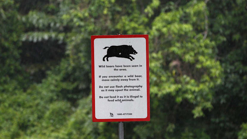 The Big Read: As animal encounters hit the headlines, a divide opens up