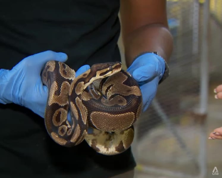 ACRES received 15 tip-offs for illegal snake-keeping last year 