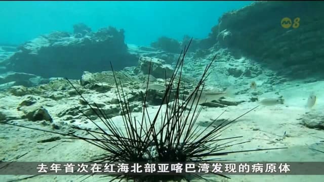 海胆疫情远播红海之外 未来或在全球范围造成严重影响