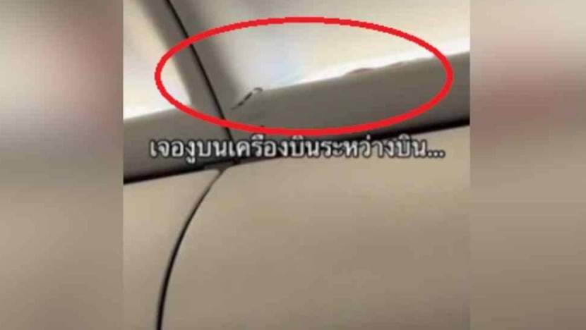 Ular masuk pesawat dari Bangkok ke Phuket, cetuskan keadaan cemas