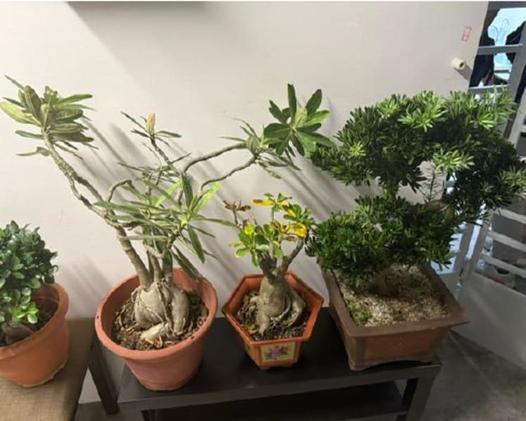 Man allegedly stole plants worth more than S$1,400 from Yishun block