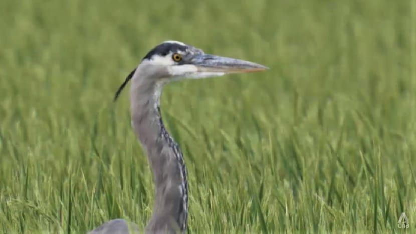 Migratory bird species in decline as flyway ecosystem dries up due to human activities