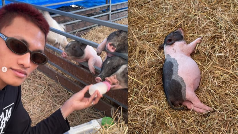Malay Influencer In M'sia Criticised For Feeding Piglets In Thailand