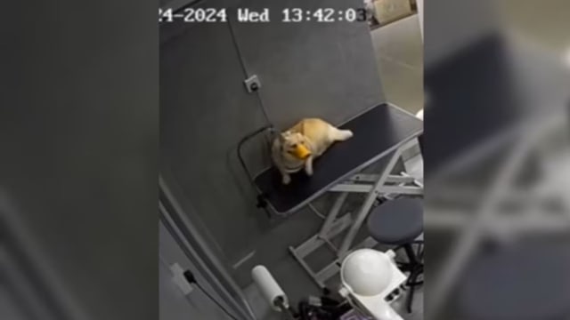 因无人看顾致狗被“吊死” 宠物美容师被控