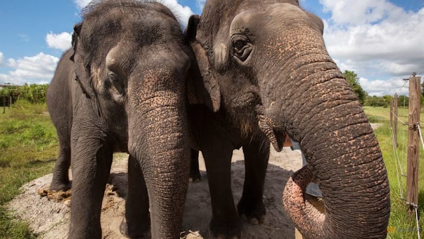 Study unlocks the secrets of the whiskers on an elephant's trunk