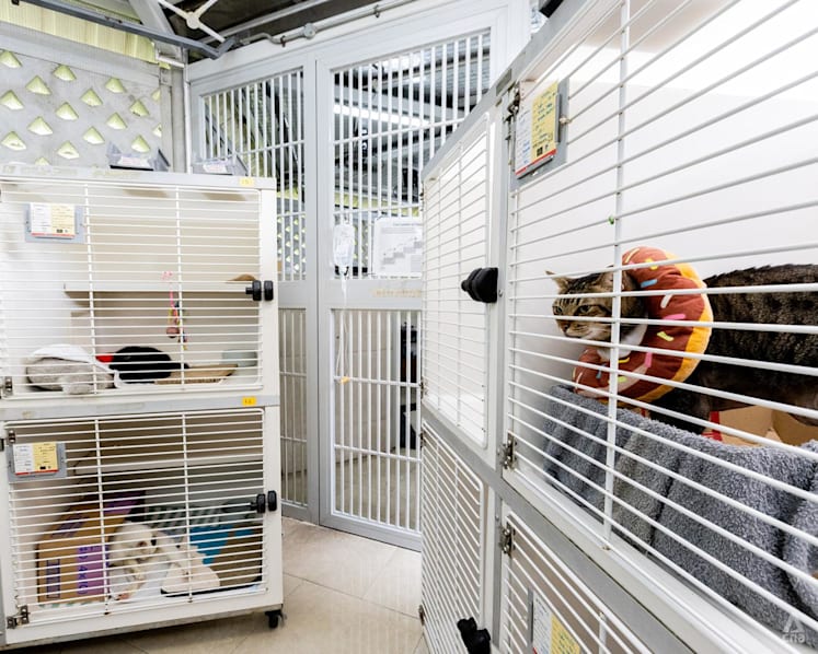 IN FOCUS: Slowing adoption, limited capacity - inside Singapore’s animal rescue groups