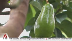 Sabah's locally grown avocados could be next big export