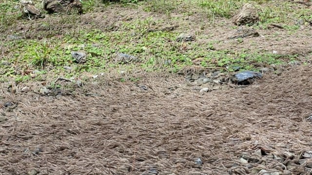 台湾公园上万马陆涌出来 网民：大地震前兆？