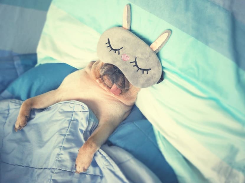Is it bad to sleep with my pet? Experts weigh health risks and sleep effects