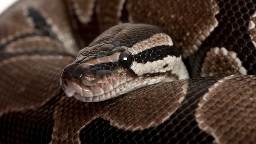 6 மீட்டர் பாம்பிடமிருந்து நூலிழையில் உயிர்தப்பிய சிறுவன்