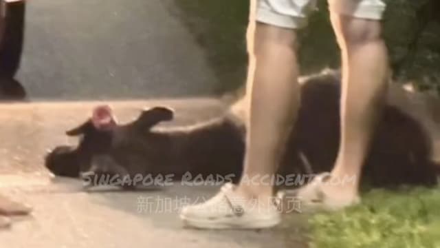 水鹿夜闯快速公路 遭两摩托车连撞后死亡