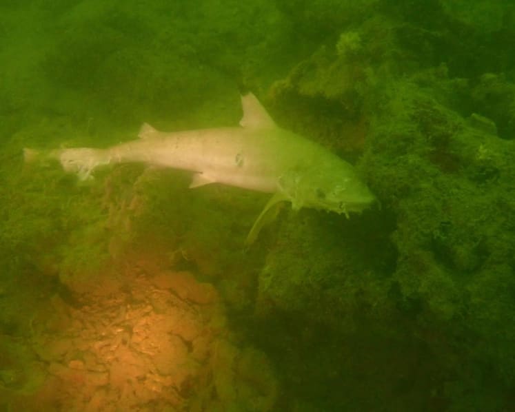 NParks says dead blacktip reef sharks likely caught in gill net, reminds public about sustainable fishing methods