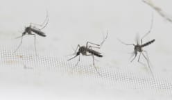 Dengue patients have higher risk of long-term complications than COVID-19 patients: NTU study