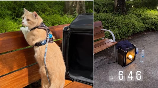 Missing Cat At Gardens By The Bay: Over 400 In Telegram Group, Park Rangers & Staff Step In To Help Pet Owner In Her Search