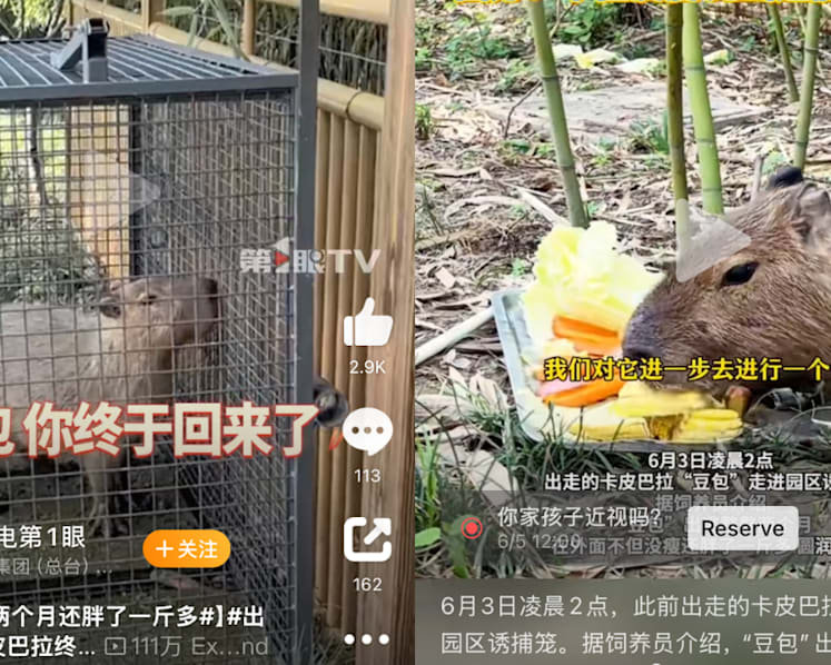 Return of Doubao: Chinese netizens rejoice at return of fugitive capybara