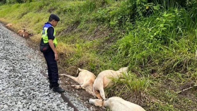 14头牛闯轨道被火车撞死 马国警方：主人不能如此放任