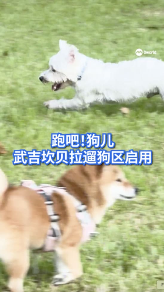 跑吧！狗儿 武吉坎贝拉遛狗区启用