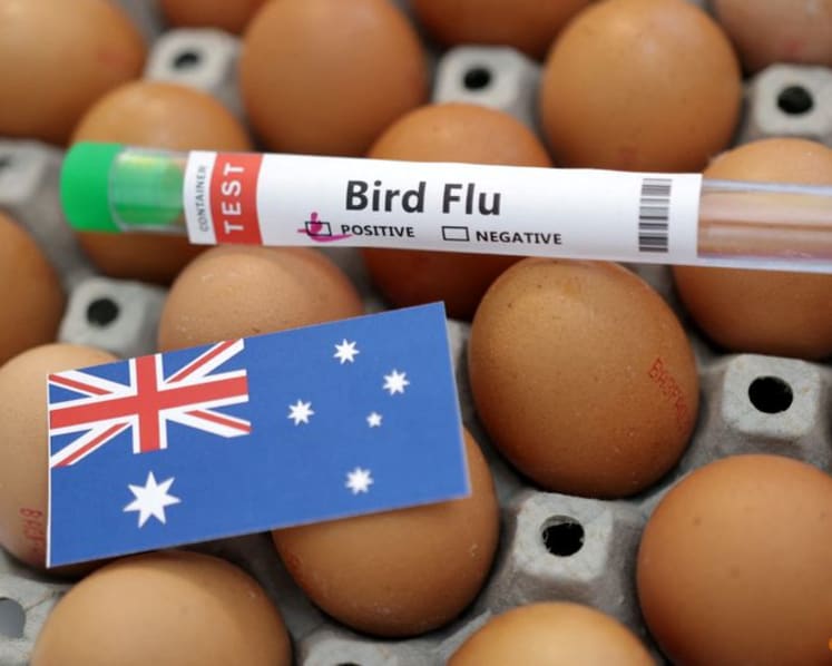 Australia confirms first H5N1 bird flu case in local mammal