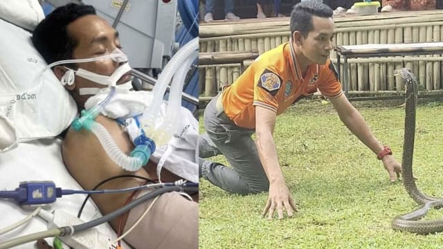 泰国捕蛇专家遭眼镜蛇咬伤 手臂面临截肢风险