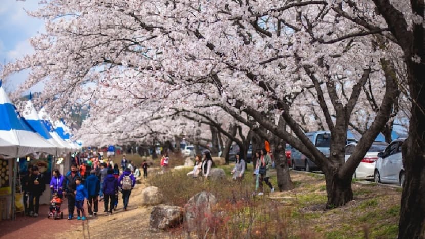 When And Where To Go To See Cherry Blossoms (And Other Flowers)