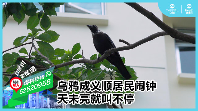 乌鸦成义顺居民闹钟 天未亮就叫不停