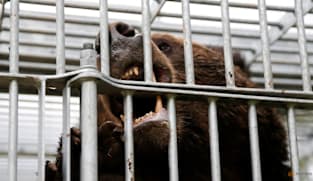 Japan to arm riot police with rifles in fight against bear attacks