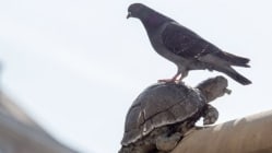 Related article image