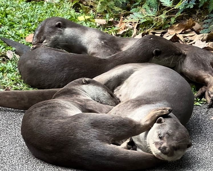 'It's detective work': Finding and counting Singapore's otters