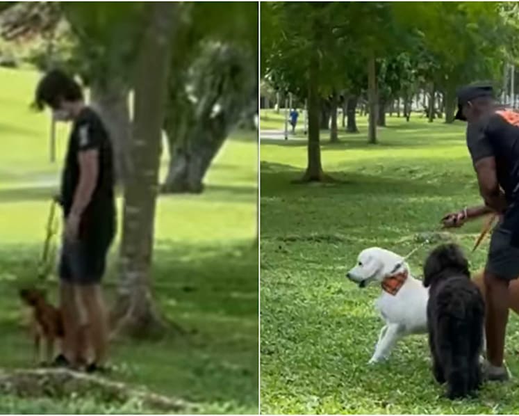 AVS looking into alleged mishandling of dogs by animal trainers in online video
