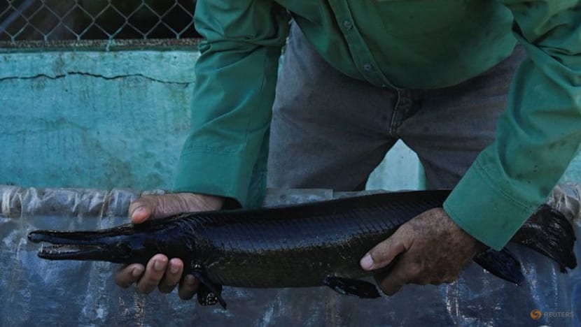 Cuban scientists race against time to save fish as old as the dinosaurs
