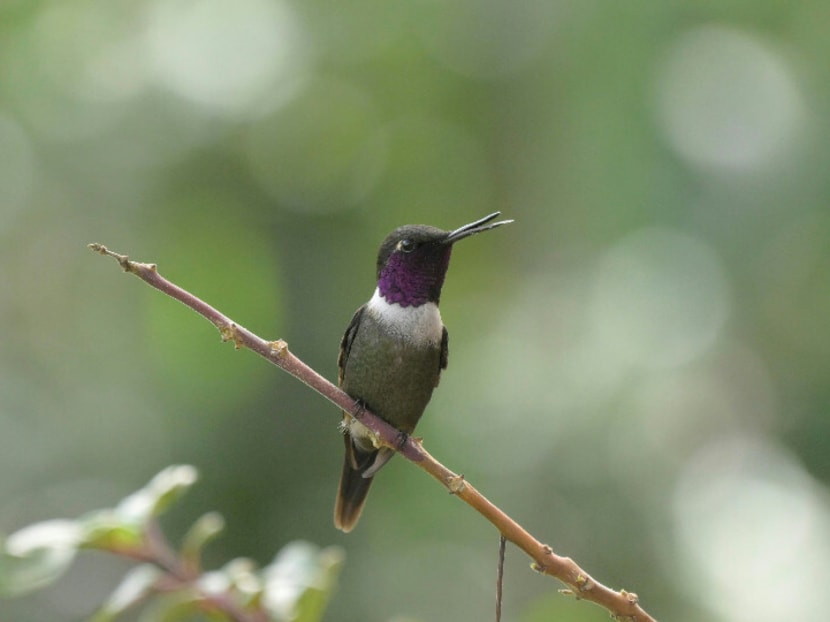 An AI-assisted computer model was able to pick out bird calls from recordings made in Ecuador's Choco region.
