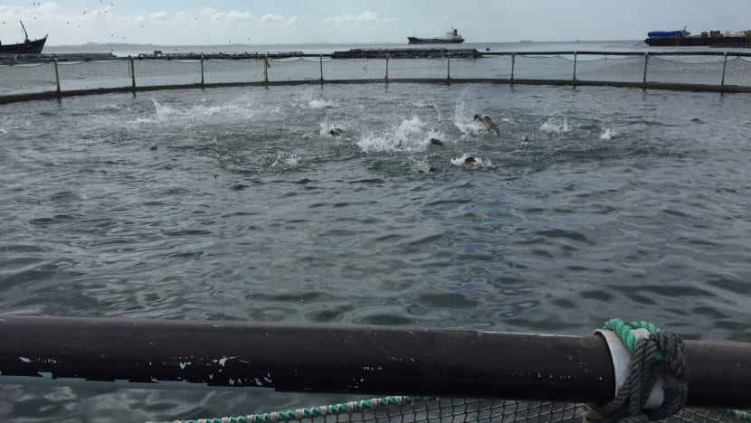 Fresh, filleted barramundi delivered to your doorstep