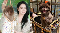 Gillian Chung Carries Her Dog Out In S$4.6K Louis Vuitton Bag 'Cos She's Worried It “Would Disturb Others”